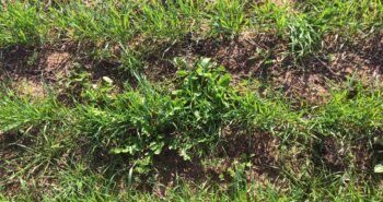 wild-radish-COALA-dryland-crop-management